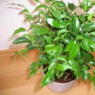 Care for ficus at home