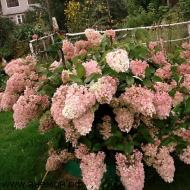 Hydrangea paniculate planting and cultivation