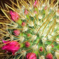 Kaktus - svojstva i primjena kaktusa, vrste kaktusa, sjemenki, kaktusovo ulje