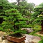types of evergreen trees that will give you interesting-punched