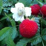 Raspberry and strawberry hybrid - is it worth growing them