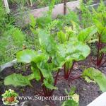 Plantering och vård av betor - viktig information som behövs för varje trädgårdsmästare