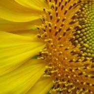 Taunang sunflower: mga tampok sa paglilinang, paglalarawan at mga uri
