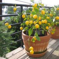 Jak sadzić cytrynę w domu