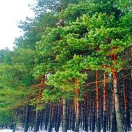 الأنواع الرئيسية للغابات في روسيا