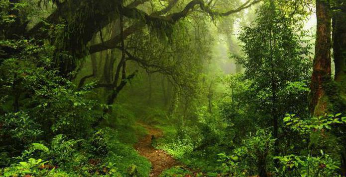 نباتات منطقة الغابات النباتات والغطاء النباتي للغابات الصنوبرية