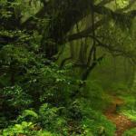 Flora i roślinność lasów iglastych