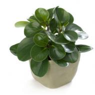 Houseplant Peperomia - the birthplace of flowers and a general description