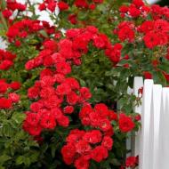 زراعة ورعاية تسلق روز: قواعد لترتيب حديقة الورود الشباك